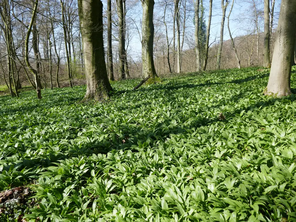 Bärlauch im Buchenwald