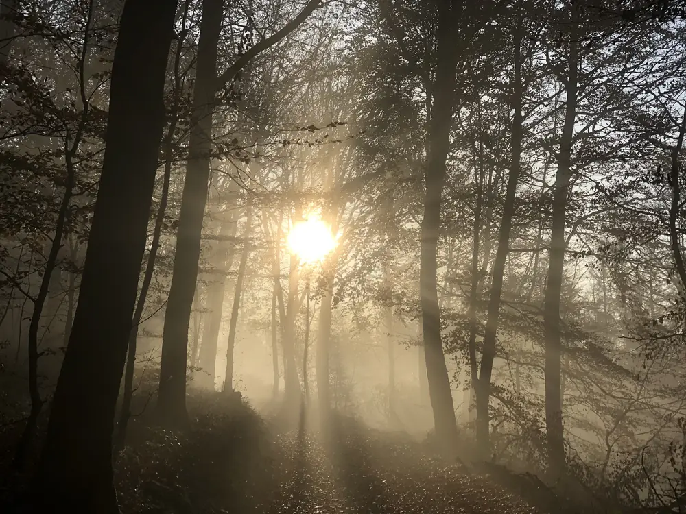 Morgensonne fällt durch Nebel zwischen die Bäume am Ebberg